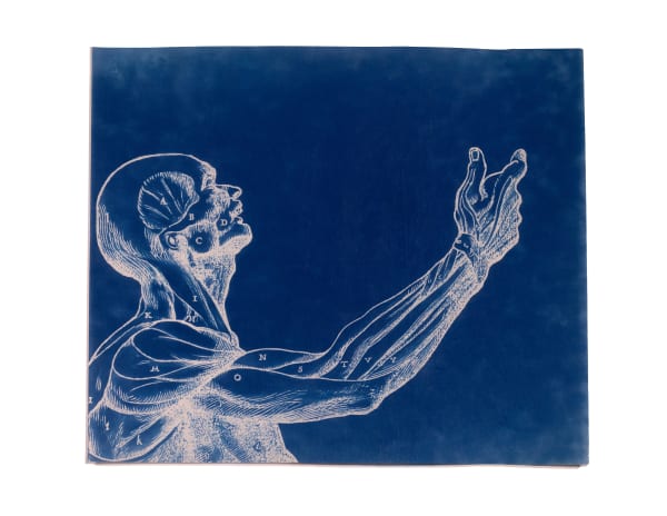 LigoranoReese, Human Being (Homo sapeins), 2024