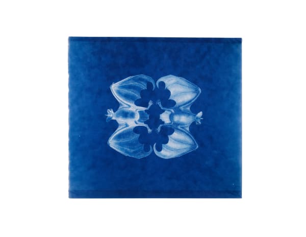 LigoranoReese, Equatorial Dog Faced Bat (Molossops aequatorianus), 2024