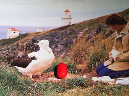 Nina Katchadourian, Greater Crimson Albatross from the Birds of New Zealand series, 2011
