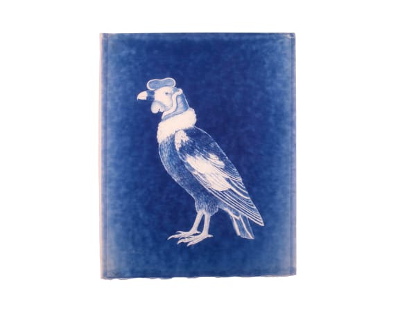 LigoranoReese, Vulture (Vultur gryphus), 2024