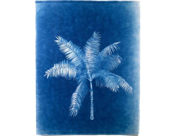 LigoranoReese, Jucara (Euterpe edulis), 2024