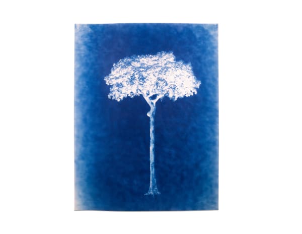 LigoranoReese, Amazon Brazil Nut Tree (Bertholetia excelsa), 2024