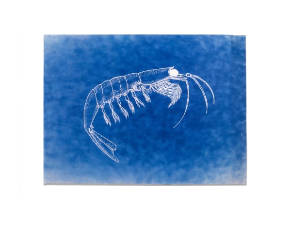 LigoranoReese, Krill (Euphausia superba), 2024