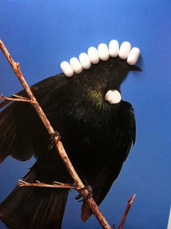 Nina Katchadourian, Tic Tac Tui from the Birds of New Zealand series, 2011