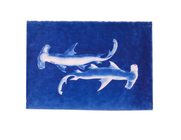 LigoranoReese, Hammerhead Shark (Eusphyra blochii), 2024