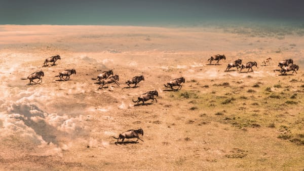 The Dreams of Lioness Blixen - Gods Creations Sent Out as They Were Made