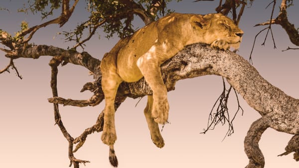 The Dreams of Lioness Blixen - Lioness Dreaming