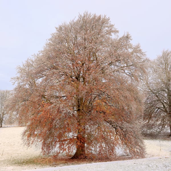 Snow Beech