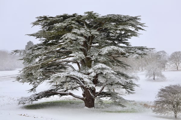 Snow Cedar
