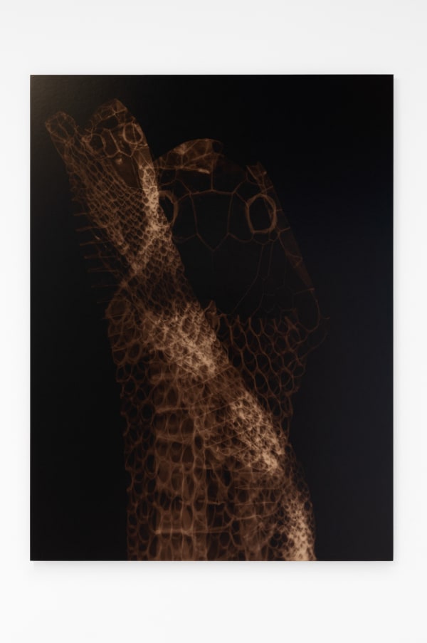 Lucía Pizzani Todopoderosa, 2019 C-Print from photogram 100 x 75 cm Edition of 3