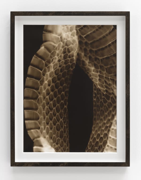 Lucía Pizzani, Mapanare, 2018