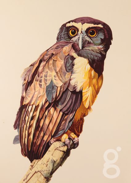 Don Cordery, Spectacled Owl