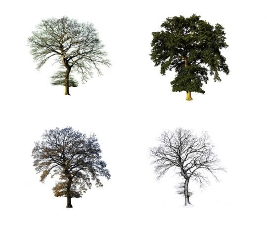 Graham Bannister, Oak Four Seasons (Set of Four)