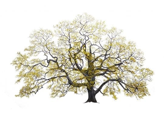 Graham Bannister, Lucombe Oak, Trinity Manor