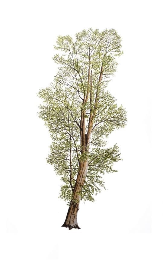 Graham Bannister, Taxdodium Distichum