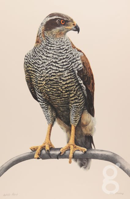 Don Cordery, Goshawk