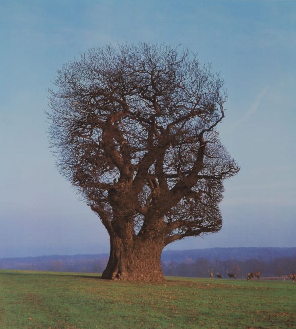 Storm Thorgerson, Tree of Half Life, 2003