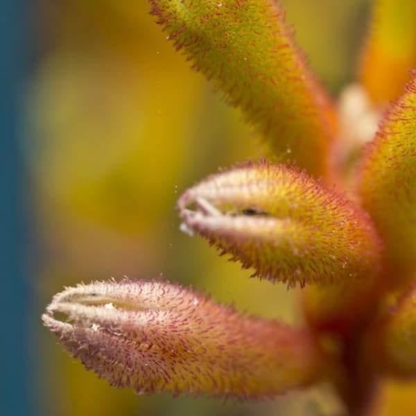 KangRu 4 (Kangaroo Paws)