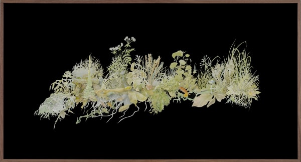 Johannes Heldén, Chester’s Lace (Anthriscus sylvestris), 2024