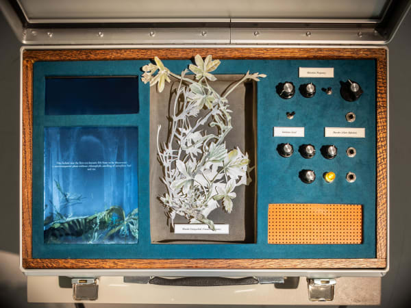 Johannes Heldén, Meditation (Marsh Cinquefoil), 2019