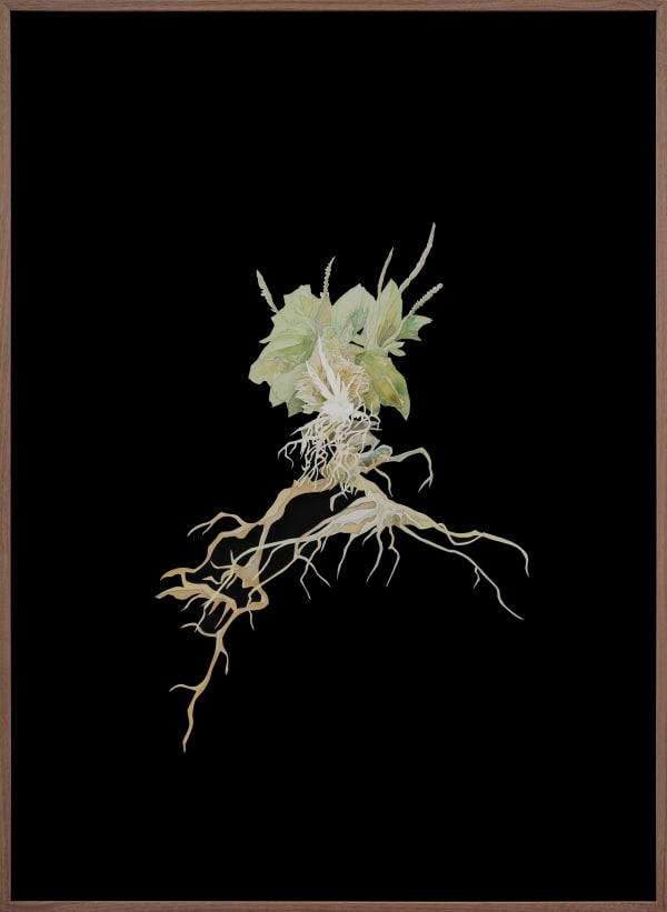 Johannes Heldén, Ghost Referral (Plantago major), 2024