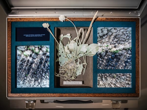 Johannes Heldén, Meditation (Broadleaf Plantain), 2019