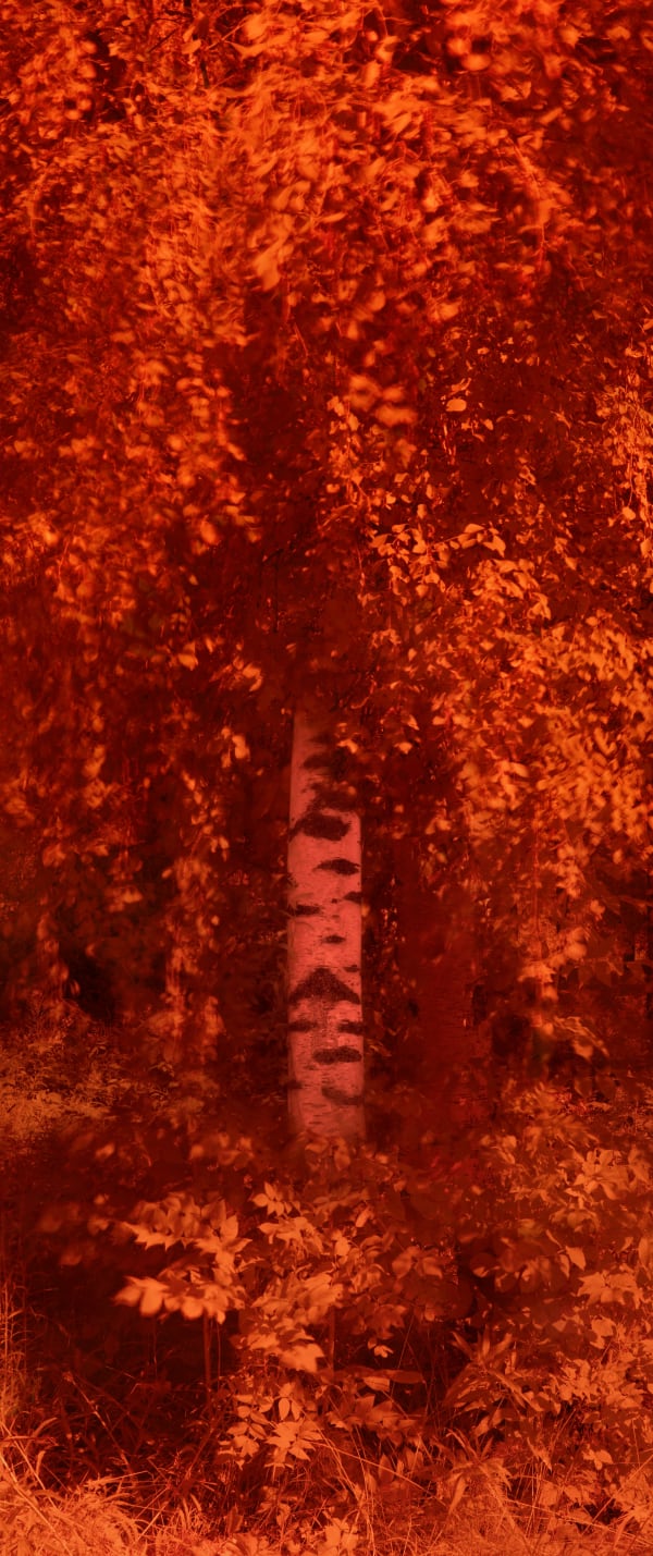 Lovisa Ringborg, Birch Tree II, 2022