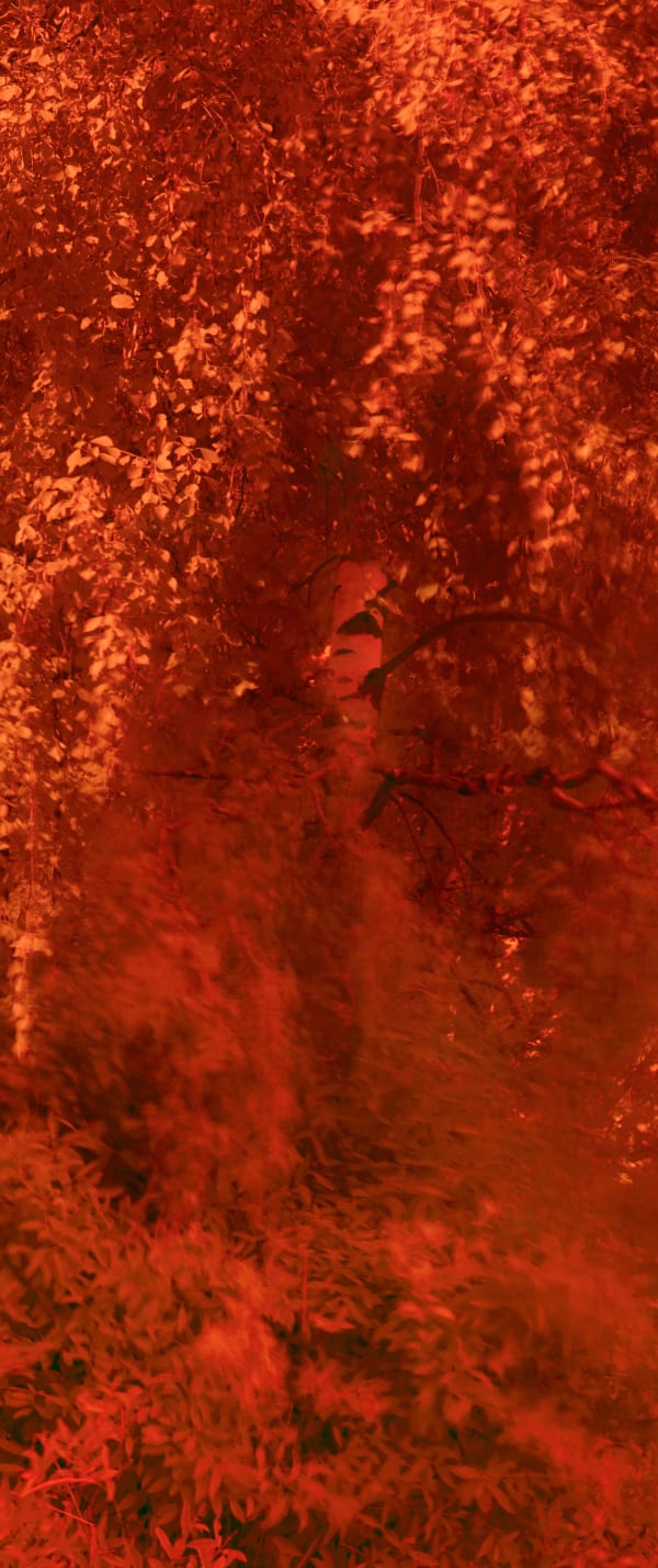 Lovisa Ringborg, Birch Tree I, 2022