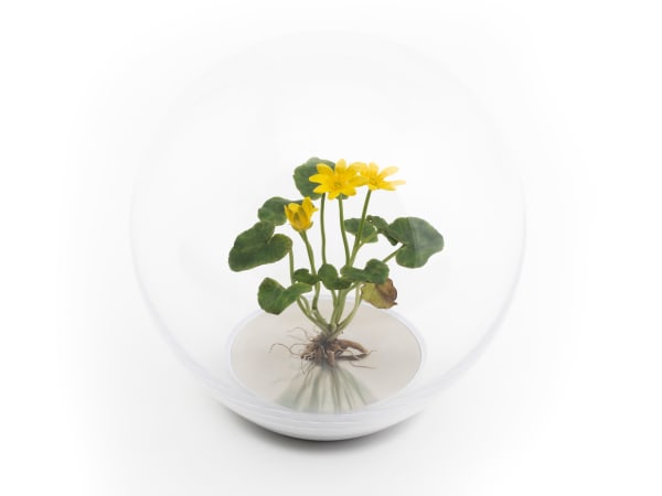 Annette Marie Townsend, Life Support, Lesser Celandine, Ficaria verna, 2021