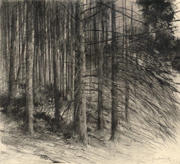John Macfarlane, Larch Forest, Penlan , 2025