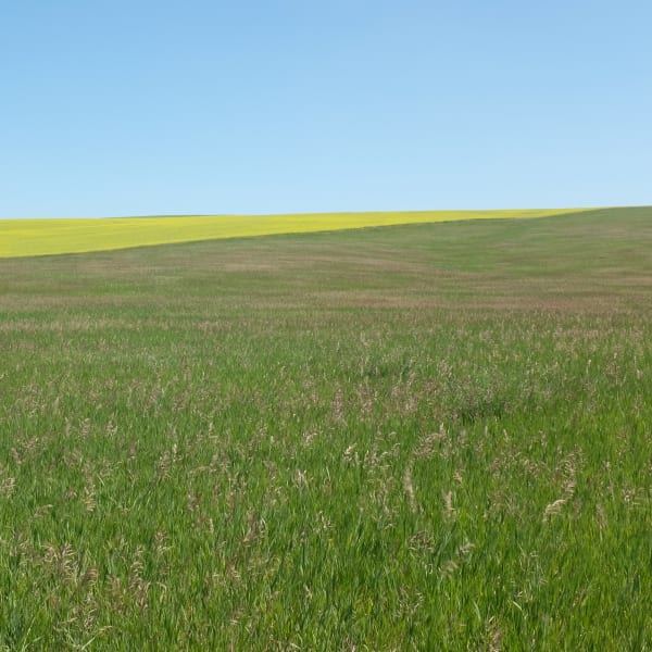 Grace Clark, Sweet Fields V, 2020