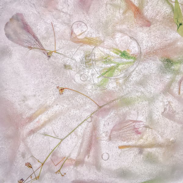 Frozen Gardens #8