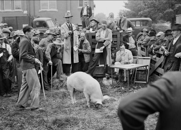 Pig Auction