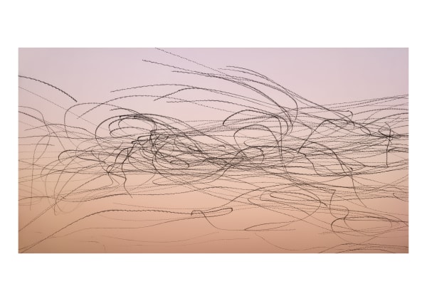 Ornithography #187