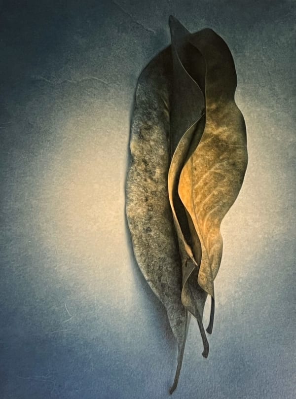 Magnolia Leaves, Winter