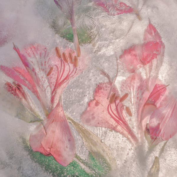 Frozen Gardens #6