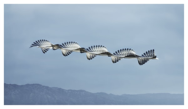 Ornithography #02