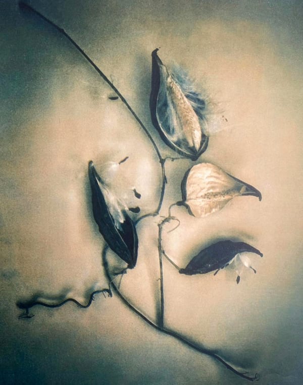 DIANA BLOOMFIELD, Milkweed Pods, 2022