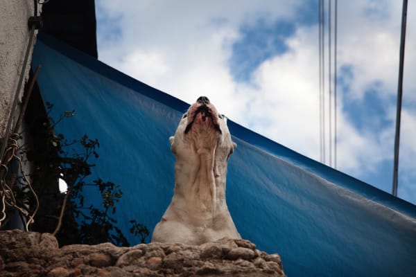 Roof Dog, Mexico