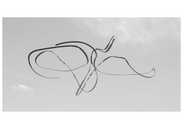 Ornithography #194