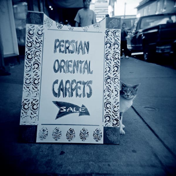 Cool Cat
