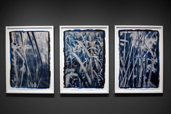 Triptych of Grasses
