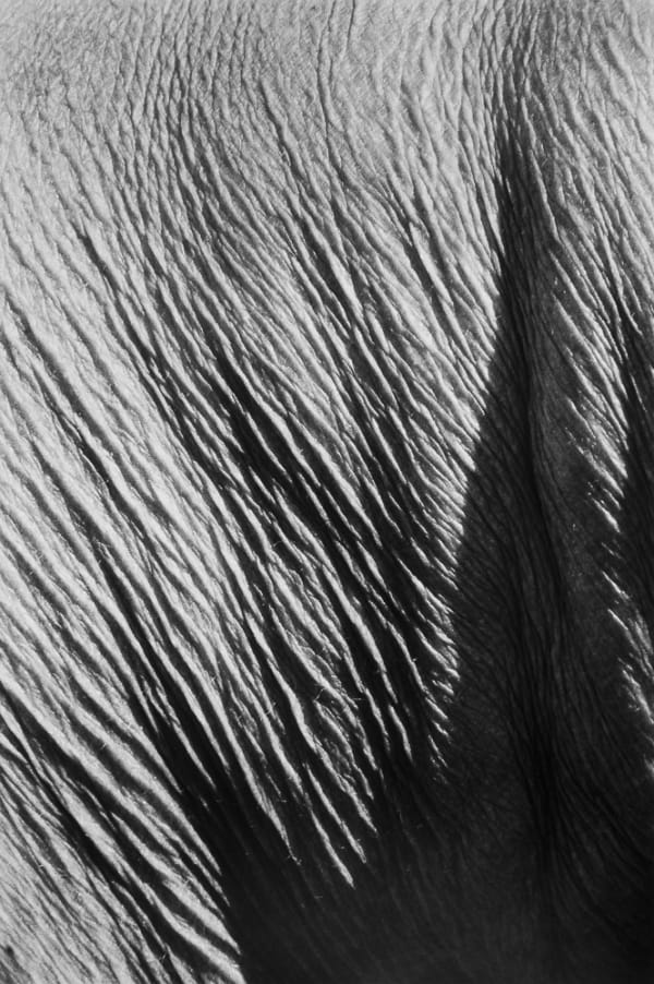 Jed Fielding, Chicago #1244, 1982