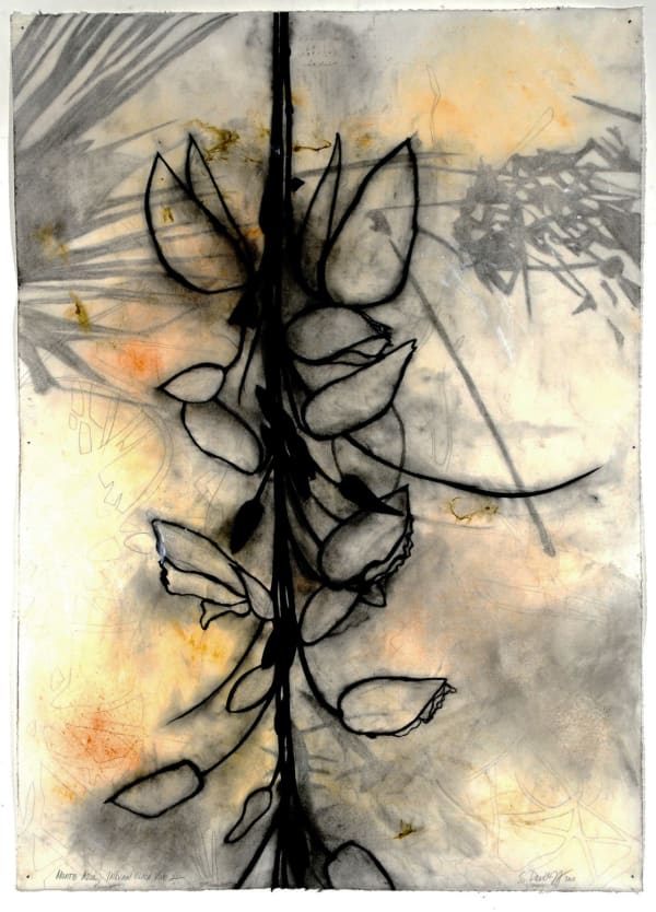 Suzi Davidoff, Monte Azul - Indian Clock Vine 2