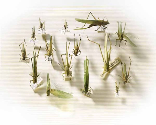 Laurie Rubin, Grasshoppers