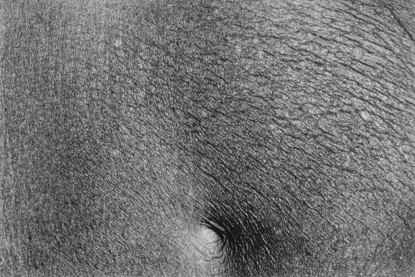 Jed Fielding, Chicago #1237, 1982