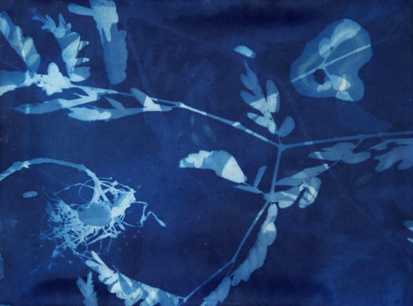 Allison Svoboda, Cyano 25/82-1
