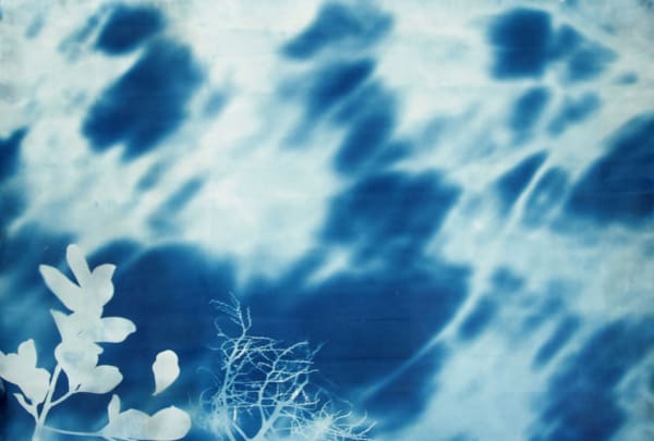 Allison Svoboda Cyan Shadows Cyanotype on paper 71.25 x 48" unframed 78.5 x 54.5" framed