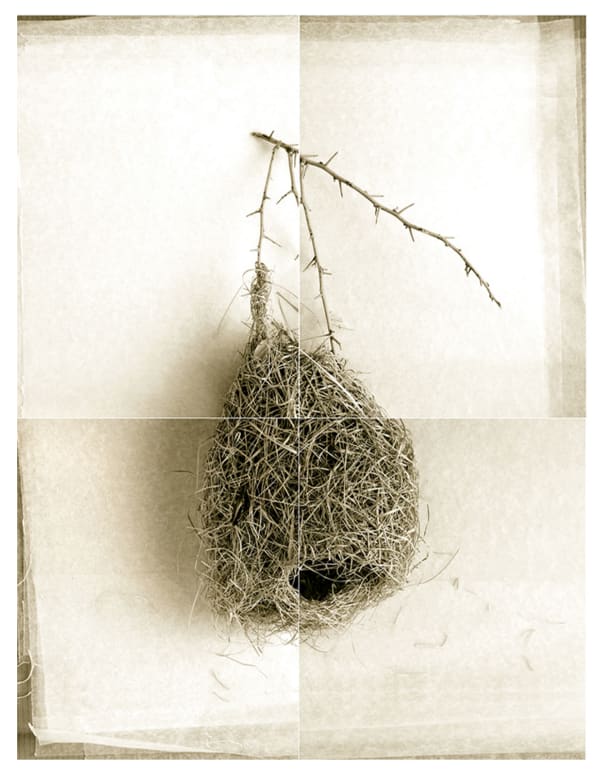 Laurie Rubin, Round Weaver Bird Nest