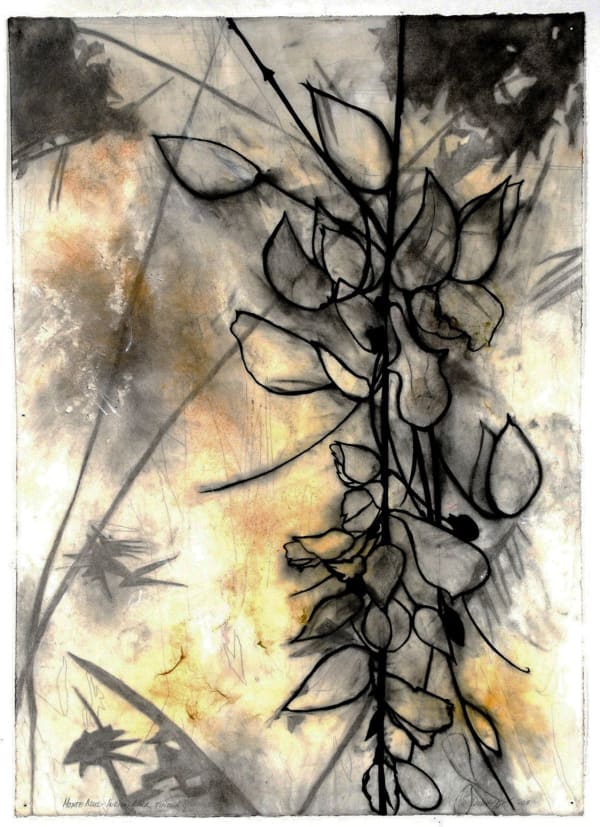 Suzi Davidoff, Monte Azul - Indian Clock Vine 1